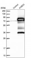 Anti-ACBD3 antibody produced in rabbit 