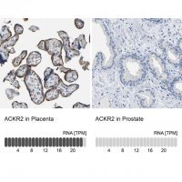 Anti-ACKR2 antibody produced in rabbit 