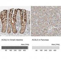 Anti-ACSL5 antibody produced in rabbit 
