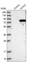 Anti-ACSL5 antibody produced in rabbit