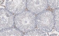 Anti-Actin Antibody, clone C4 ZooMAb® Mouse Monoclonal