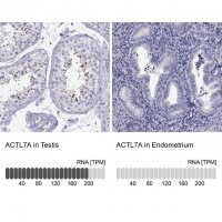 Anti-ACTL7A antibody produced in rabbit 