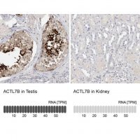 Anti-ACTL7B antibody produced in rabbit 