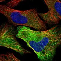Anti-ACTL8 antibody produced in rabbit