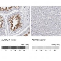 Anti-ADAM2 antibody produced in rabbit 