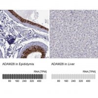 Anti-ADAM28 antibody produced in rabbit 