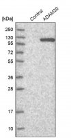 Anti-ADAM30 antibody produced in rabbit HPA026080-100UL