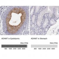 Anti-ADAM7 antibody produced in rabbit 