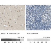 Anti-ADAP1 antibody produced in rabbit 