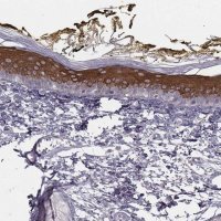 Anti-ADGRF4 antibody produced in rabbit
