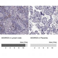 Anti-ADGRG5 antibody produced in rabbit 