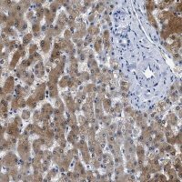 Anti-ADH4 antibody produced in rabbit