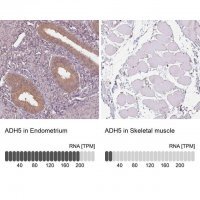 Anti-ADH5 antibody produced in rabbit HPA061919-100UL