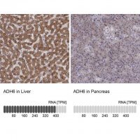 Anti-ADH6 