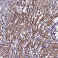 Anti-ADO antibody produced in rabbit 