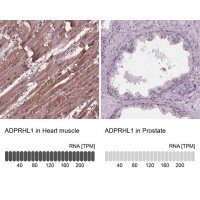 Anti-ADPRHL1 antibody produced in rabbit HPA066478-100UL