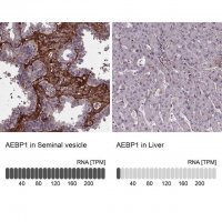Anti-AEBP1 antibody produced in rabbit 