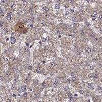 Anti-AFM antibody produced in rabbit 