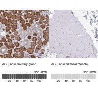 Anti-AGFG2 antibody produced in rabbit 
