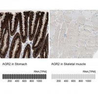 Anti-AGR2 antibody produced in rabbit 
