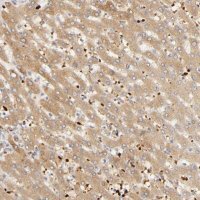 Anti-AGT antibody produced in rabbit 