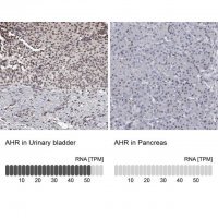 Anti-AHR antibody produced in rabbit 