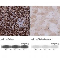 Anti-AIF1 antibody produced in rabbit 