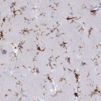 Anti-AIF1 antibody produced in rabbit