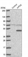 Anti-AIFM2 antibody produced in rabbit 