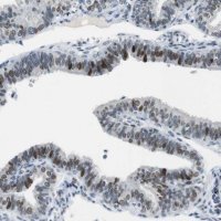 Anti-AJUBA antibody produced in rabbit 