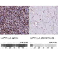 Anti-AKAP17A antibody produced in rabbit 