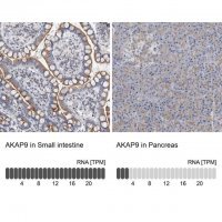 Anti-AKAP9 antibody produced in rabbit 