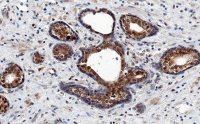 Anti-AKT1 Antibody, clone 4K6 ZooMAb� Rabbit Monoclonal 