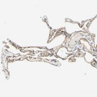 Anti-ALCAM antibody produced in rabbit 