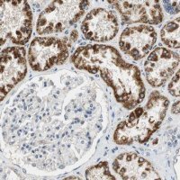 Anti-ALDH4A1 antibody produced in rabbit