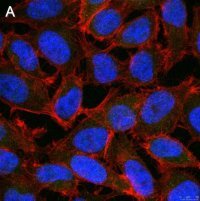 Anti-ALKBH5 Antibody, clone 6G7 ZooMAb� Rabbit Monoclonal 