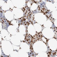 Anti-ALOX5AP antibody produced in rabbit 