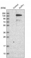 Anti-ALPK1 antibody produced in rabbit 