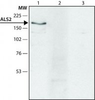 Anti-ALS2 antibody produced in rabbit