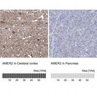 Anti-AMER2 antibody produced in rabbit 