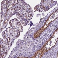Anti-AMOT antibody produced in rabbit 