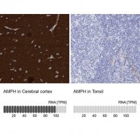 Anti-AMPH antibody produced in rabbit 