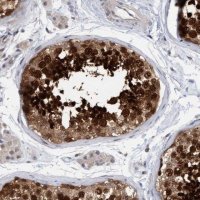 Anti-AMZ2 antibody produced in rabbit 