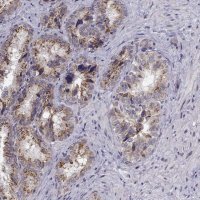 Anti-ANGPT1 antibody produced in rabbit 