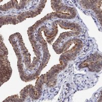 Anti-ANKEF1 antibody produced in rabbit