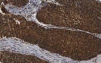 Anti-ANKZF1 Antibody, clone 1D4 ZooMAb� Rabbit Monoclonal 