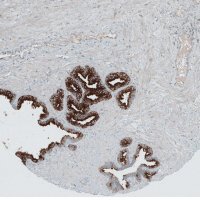 Anti-ANO7 antibody produced in rabbit 