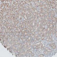 Anti-ANO7 antibody produced in rabbit