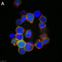 Anti-Anosmin Antibody, clone 2C17 ZooMAb� Rabbit Monoclonal 