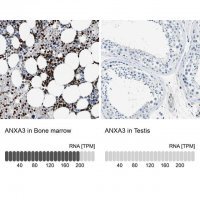 Anti-ANXA3 antibody produced in rabbit 